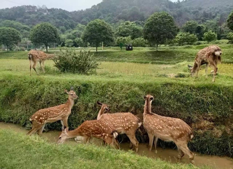 Un groupe de cerfs près d’un point d’eau, dans un paysage verdoyant avec des arbres et des collines en arrière-plan. 2