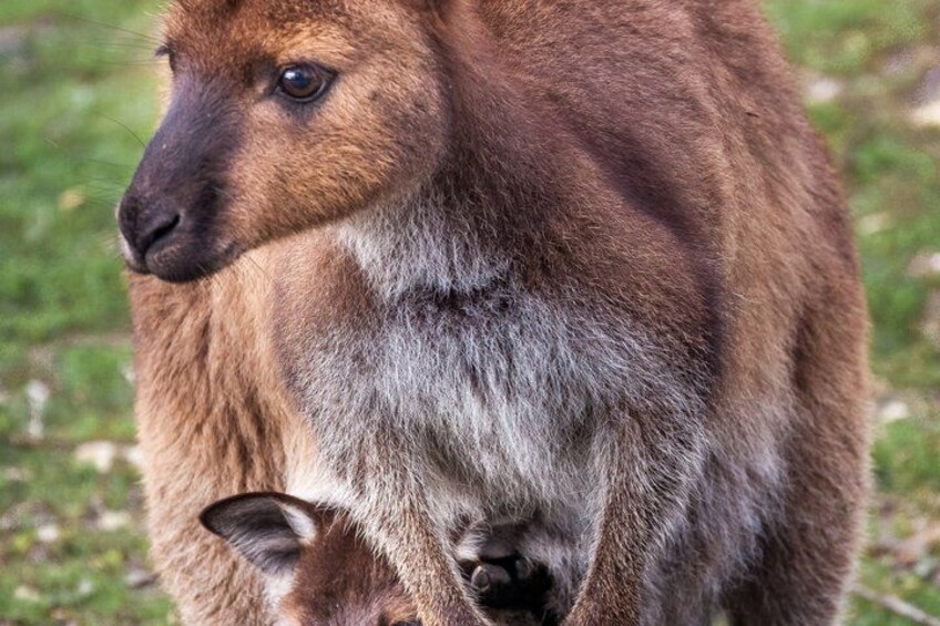 A kangaroo with its joey. 5