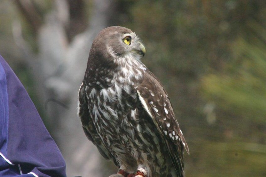 A bird with brown and white speckled feathers perched on a branch. 3