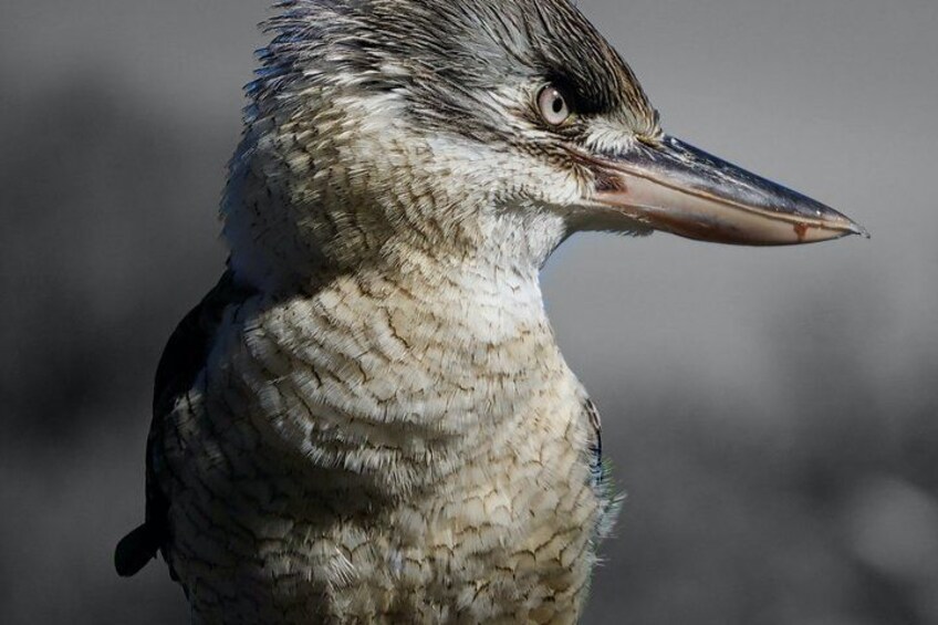 A bird with a long beak and detailed feather patterns. 2