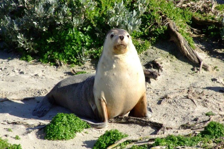 A seal on a sandy beach with green vegetation in the background. 1
