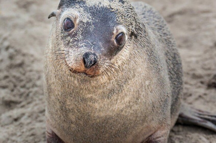 A seal with a sandy background. 4
