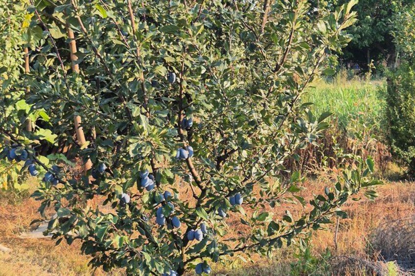 A tree with ripe blue fruits, surrounded by dry grass and other vegetation. 2
