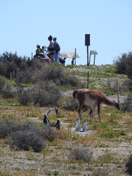 A group of people observing wildlife, including a kangaroo and penguins, in a natural landscape with sparse vegetation and a clear sky. 5