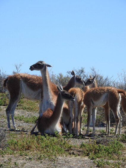 A group of llamas in a natural, open landscape with sparse vegetation and clear skies. 4