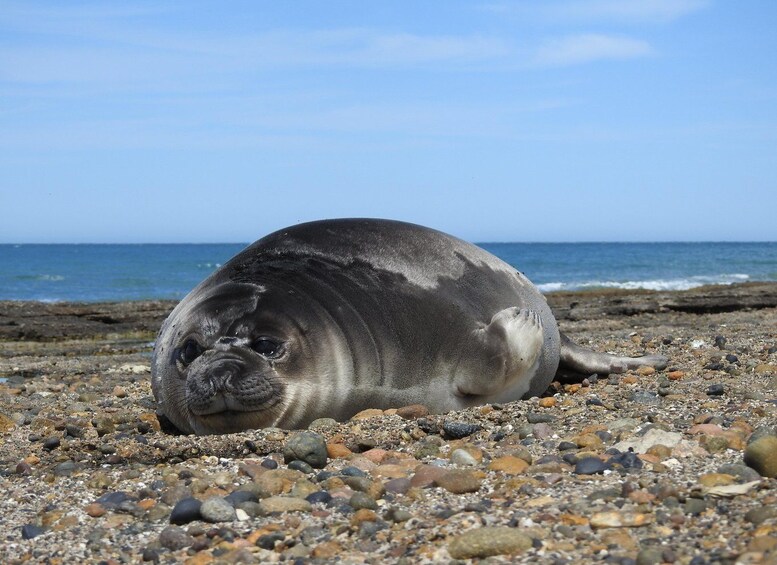 A seal resting on a pebble beach with the ocean in the background. 2