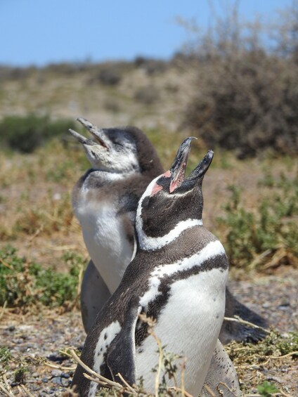 Two penguins standing on a rocky ground with sparse vegetation in the background. 3