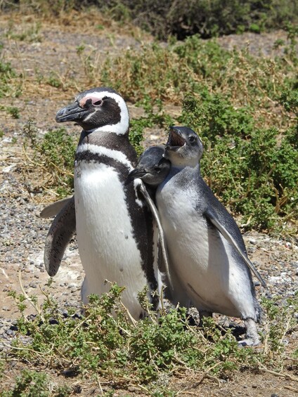 A penguin with two chicks on a rocky terrain with sparse vegetation. 1