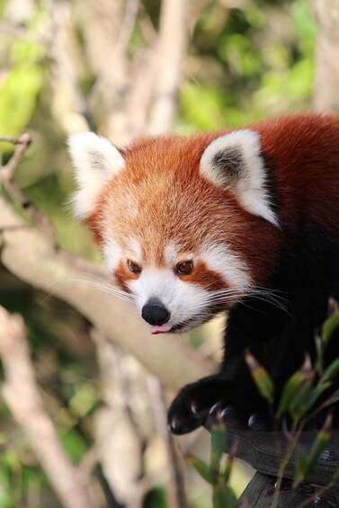 A red panda with white markings on its face and ears, perched on a branch surrounded by greenery. 1