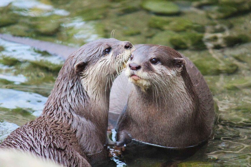 Two otters in water with rocks and greenery in the background. 5