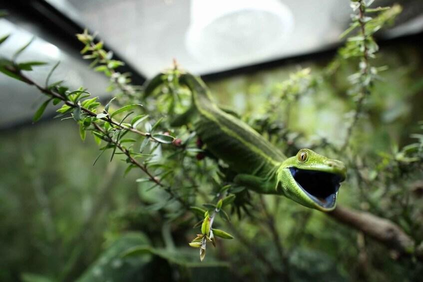 A green lizard on a branch with a blurred background. 4