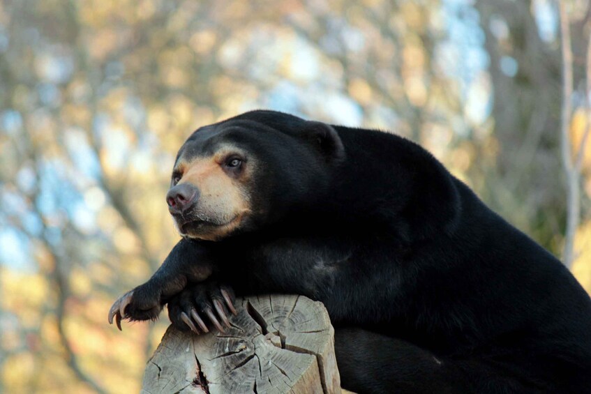 A bear resting on a tree stump in a forest. 2