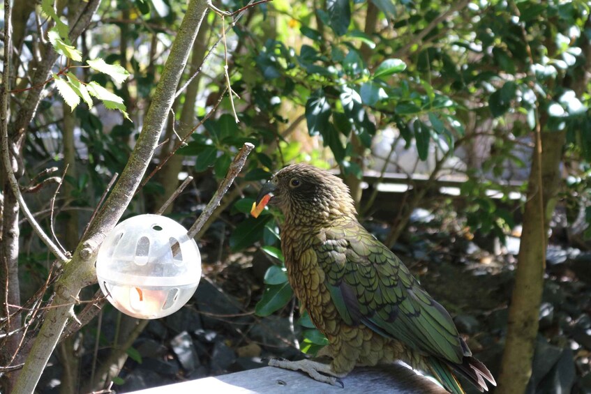 A bird perched on a branch, eating from a feeder. 3
