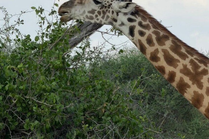 A giraffe eating leaves from a bush. 3