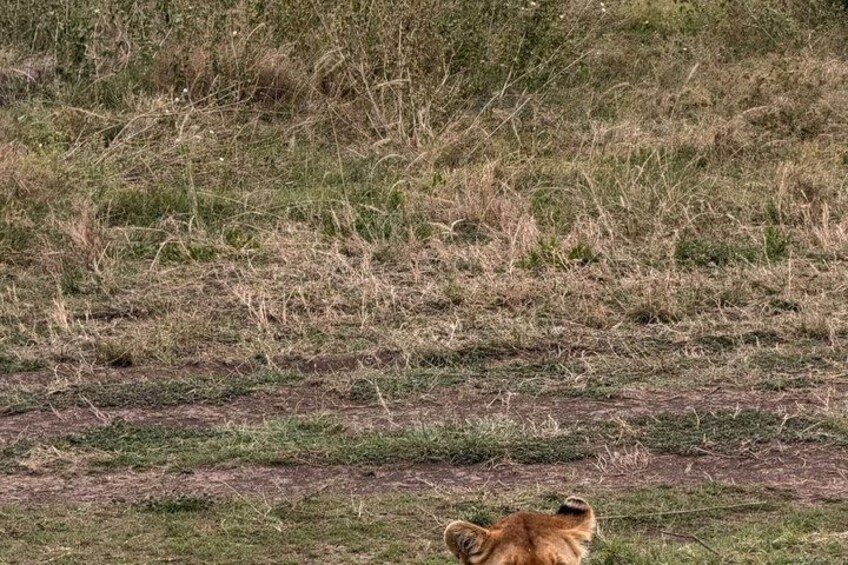 A grassy field with a lion's head in the foreground. 2