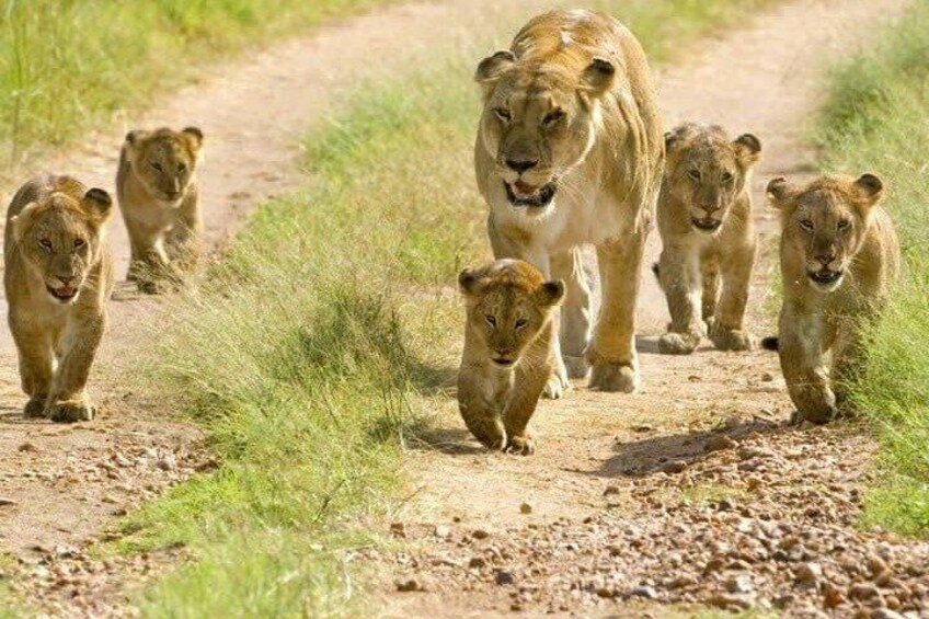 A dirt path with lions and cubs. 1