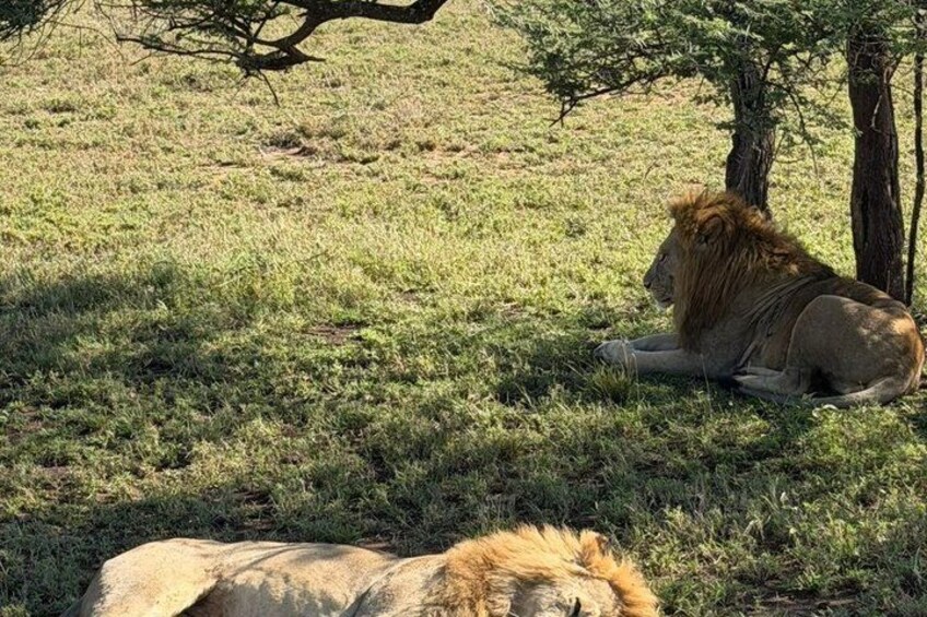 A lion resting under a tree in a grassy savannah. 4