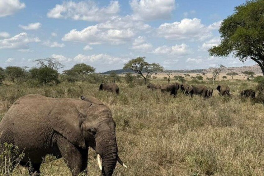A herd of elephants in a grassy savannah with sparse trees and a clear sky. 5