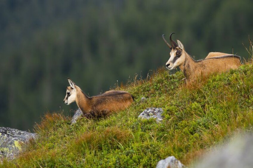 Two antelopes resting on a grassy hillside with a blurred forest background. 4