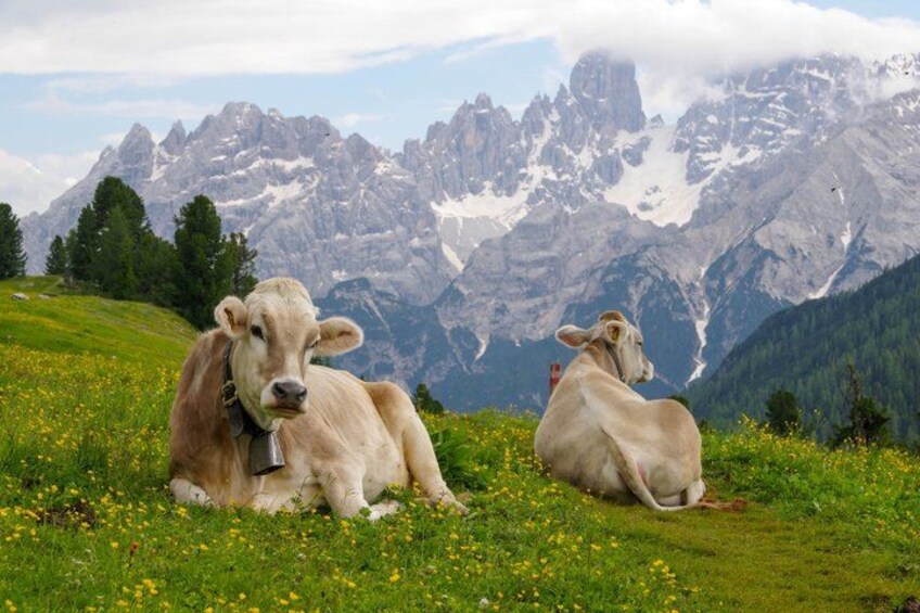 Two cows resting on a grassy hillside with a mountain range in the background. 3