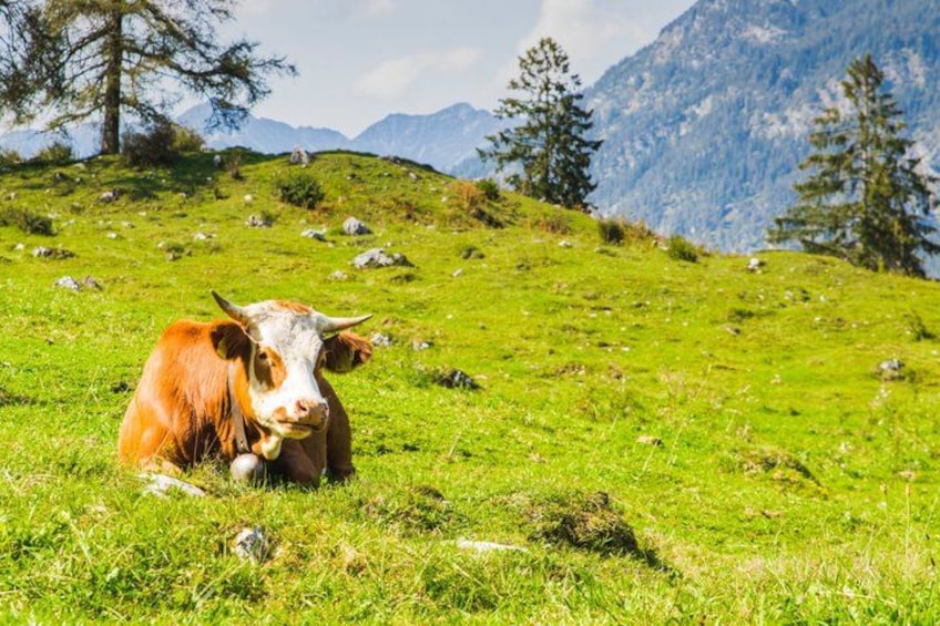 A cow lying on a grassy hillside with mountains in the background. 5