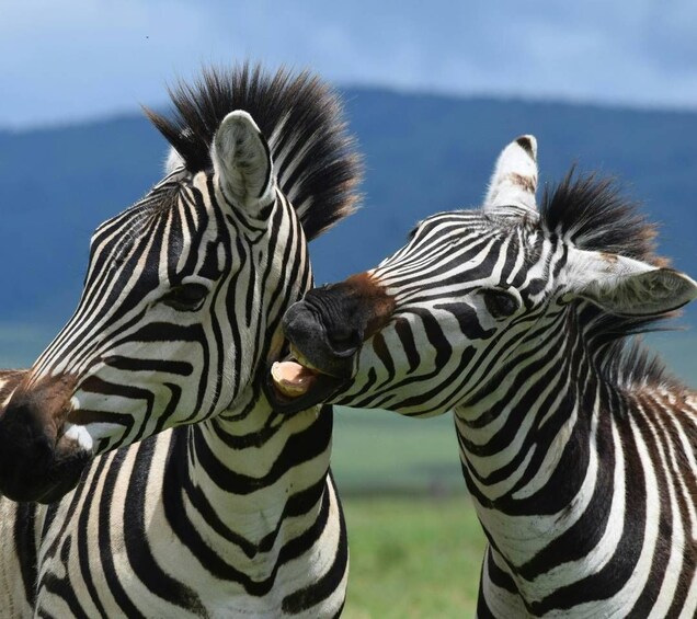 Zwei Zebras mit auffälligen schwarz-weißen Streifen stehen nah beieinander auf einer grasbewachsenen Wiese. Im Hintergrund ist ein klarer, blauer Himmel und ferne Berge zu sehen. 3
