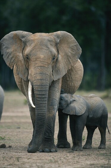 Ein erwachsener Elefant steht mit seinem Jungtier ganz nah. 2