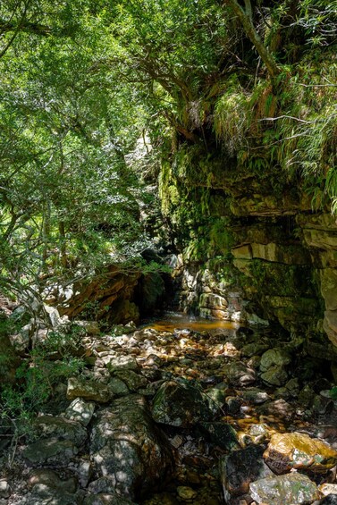 Ein felsiger Bach mit einem Wasserfall, umgeben von dichtem Grün und moosbewachsenen Steinen. 3