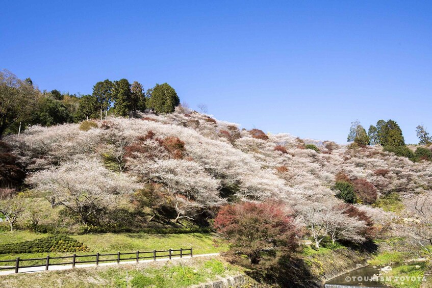 Una ladera con vegetación escasa, una cerca de madera y un cielo azul despejado. 5