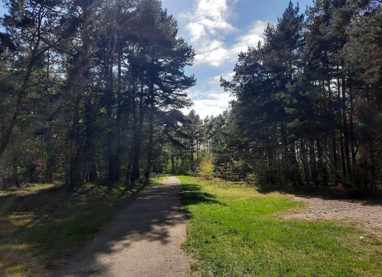 Ein bewaldeter Weg mit hohen Bäumen und blauem Himmel. 3