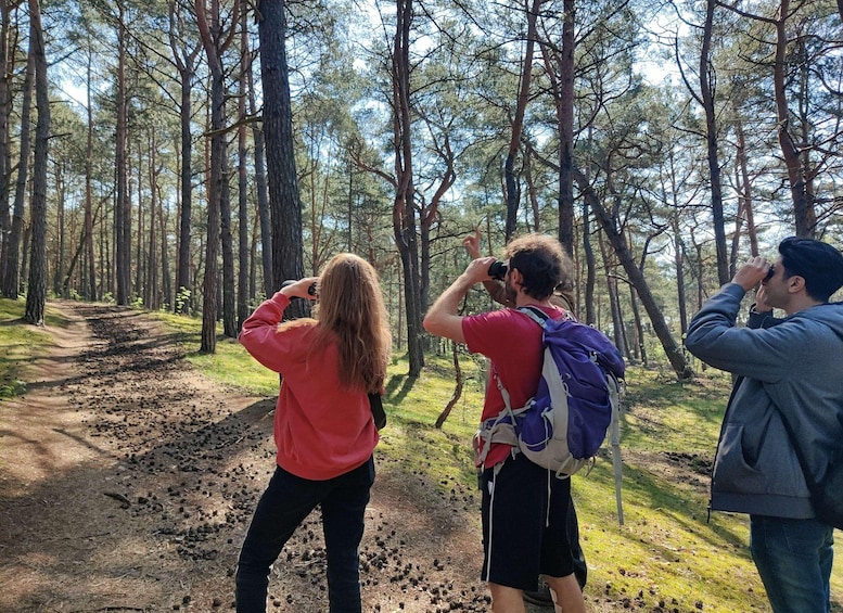 Drei Wanderer gehen durch einen Wald auf einem Feldweg. 1