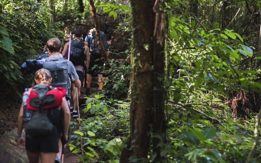 A group of hikers walking through a dense forest. 5
