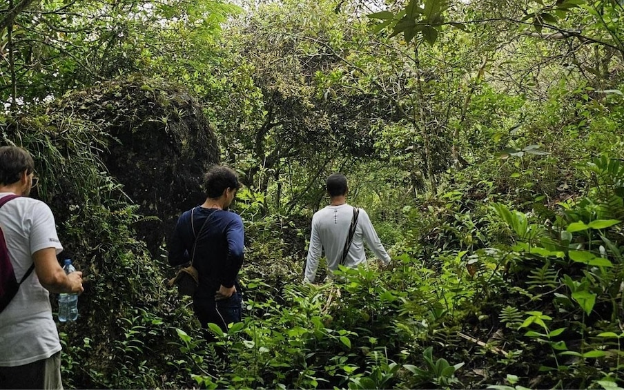 Three people walking through a dense forest with various green plants and trees. 1