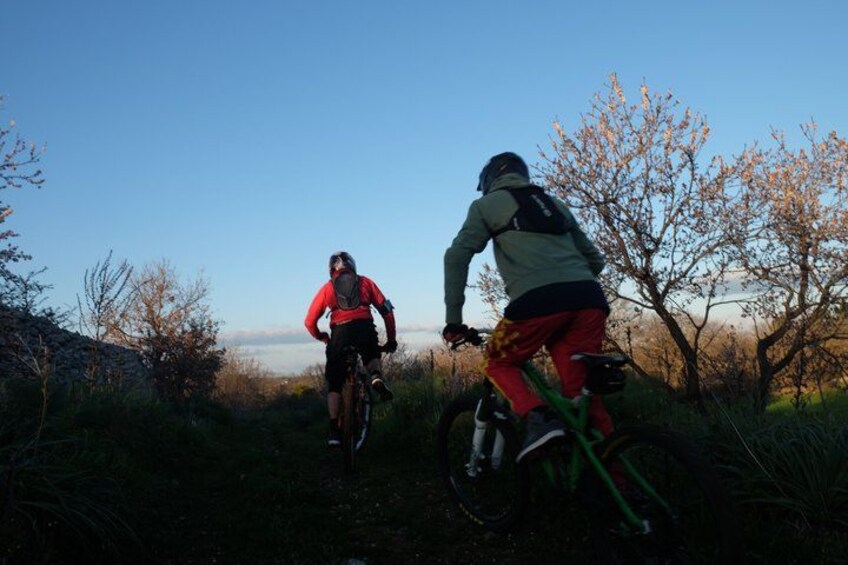 Two cyclists on a trail with trees and a clear sky. 5