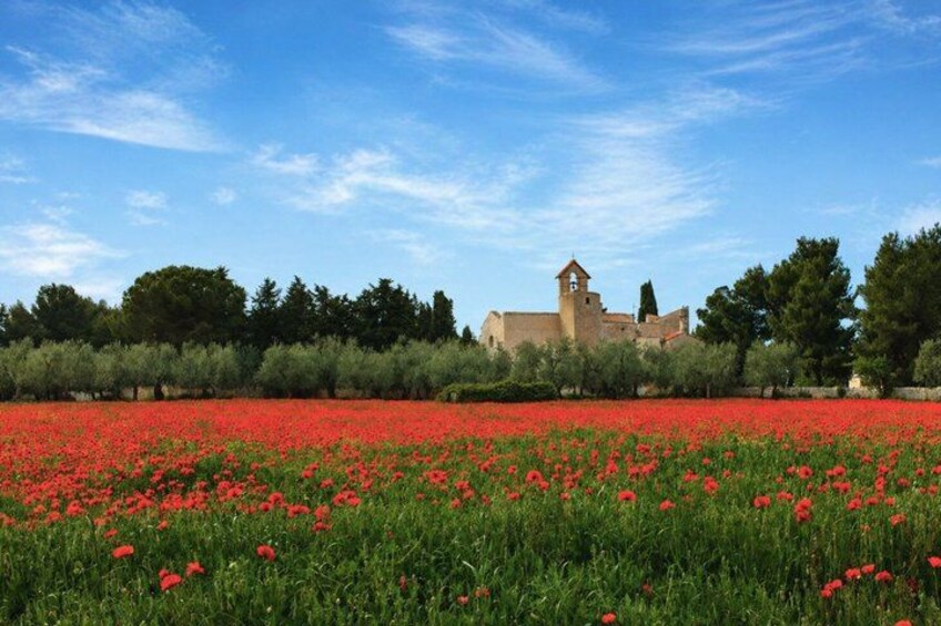 A field of red poppies, a historic building, and a clear blue sky. 3
