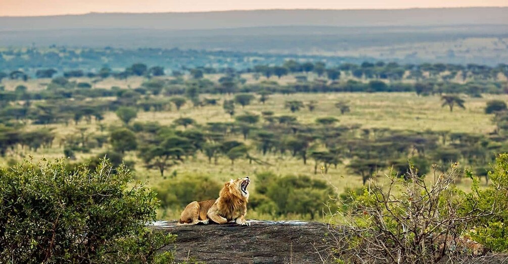 A lion resting on a rock with a savannah landscape in the background. 4