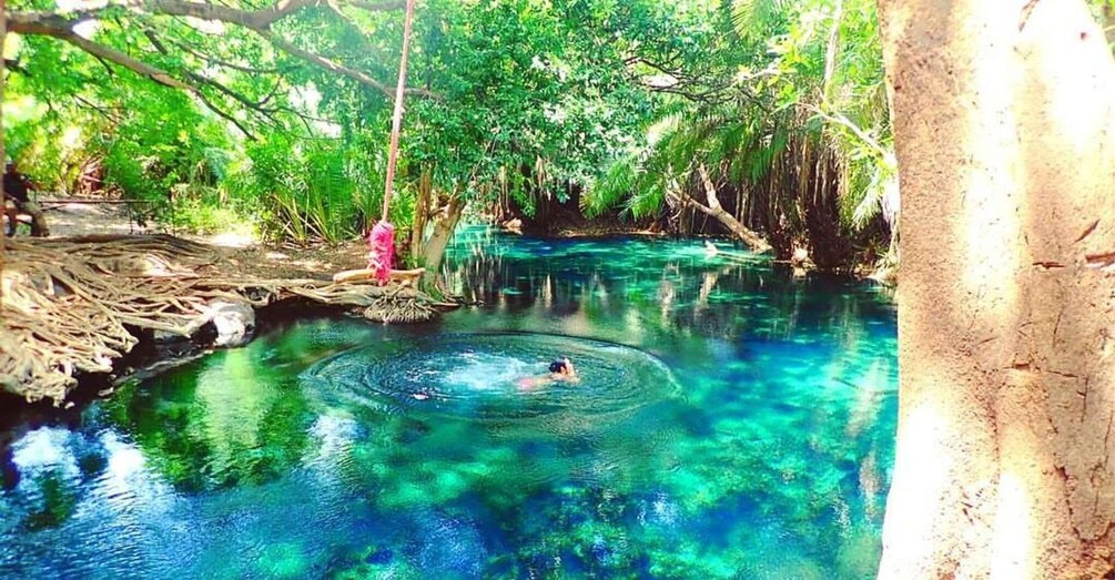A person swimming in a clear blue pool surrounded by lush greenery and trees. 3