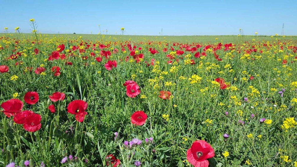 A field of red poppies and yellow flowers under a clear blue sky. 1