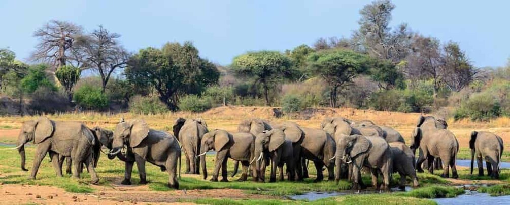 A herd of elephants by a waterhole in a savannah landscape. 5