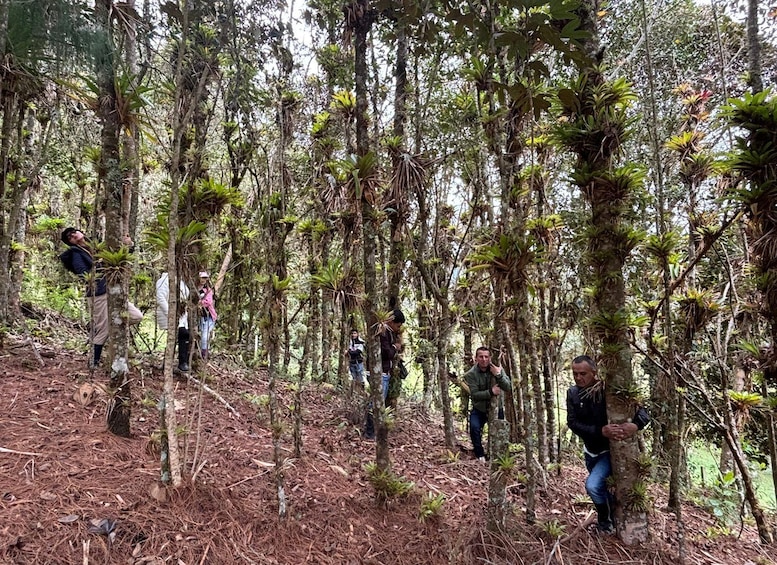 Un groupe de personnes se trouve dans une forêt dense, où elles grimpent et examinent de grands arbres. 5