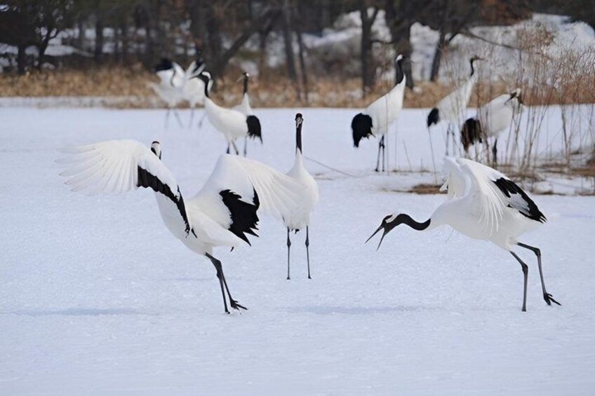 A group of white and black birds in a snowy landscape. 5