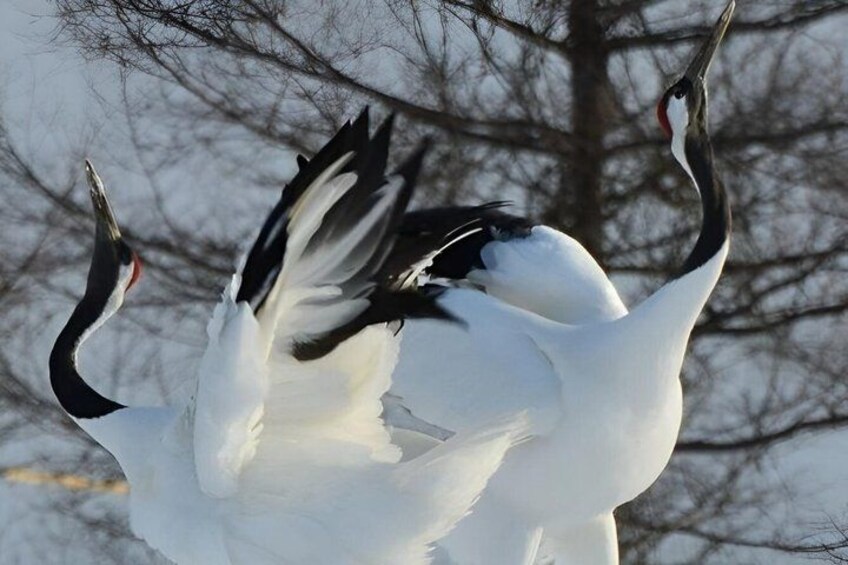 Two white birds with black heads and necks, possibly cranes, in mid-flight with their wings spread. 3