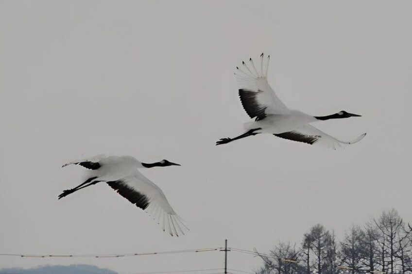 Two birds flying in the sky. 4