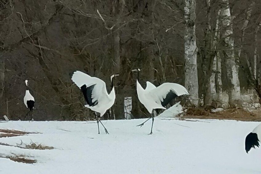 A snowy landscape with birch trees and two white birds standing on the ground. 1