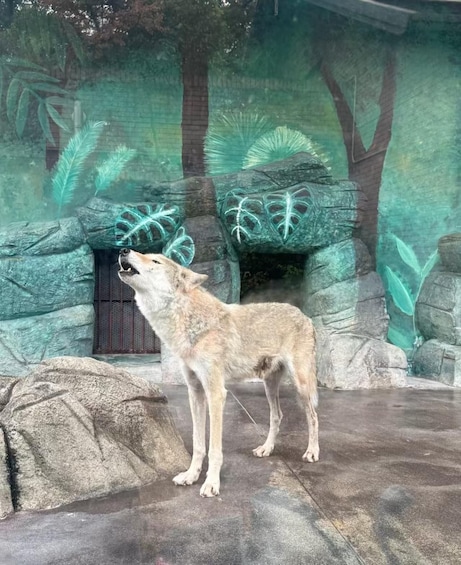 Un loup se tient dans un enclos de zoo, caractérisé par un terrain rocheux et une végétation artificielle. 5