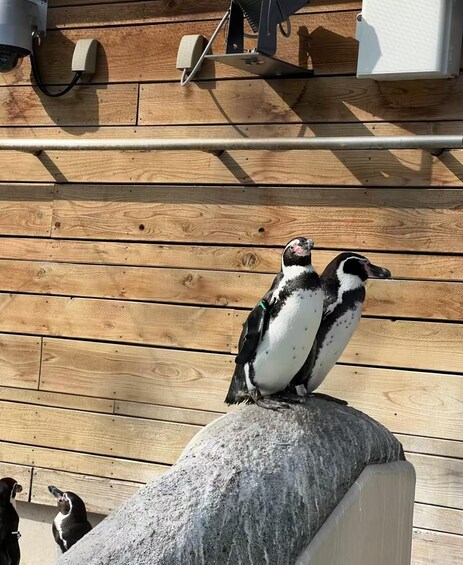 Deux pingouins sur une terrasse en bois, avec une rambarde en métal et un rebord en béton. 4