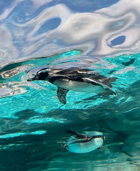 Un pingouin nage dans une eau d’un bleu cristallin, et son reflet se mire dans les nuages qui flottent au-dessus. 1