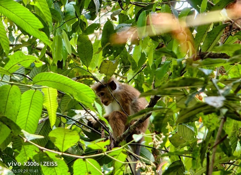 Picture 27 for Activity From Galle: Sinharaja Rainforest Trek & Village Lunch 4