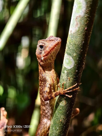 Picture 25 for Activity From Galle: Sinharaja Rainforest Trek & Village Lunch 2