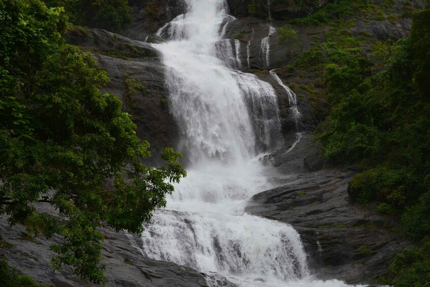 Picture 11 for Activity From Galle: Sinharaja Rainforest Trek & Village Lunch 4